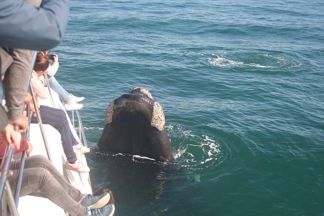 Whale Watching Hermanus - Boat base - Is the $228.37 price fair?