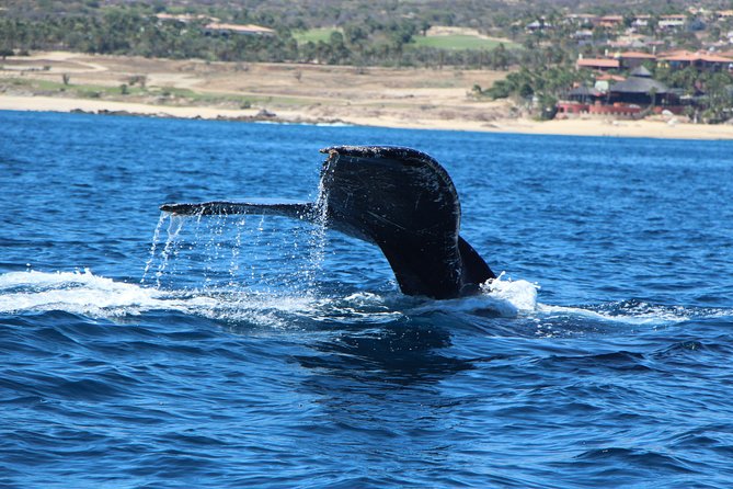 Whale Watching in Cabo San Lucas on board our Luxury Trimaran! - Gray whales arrive from Alaska