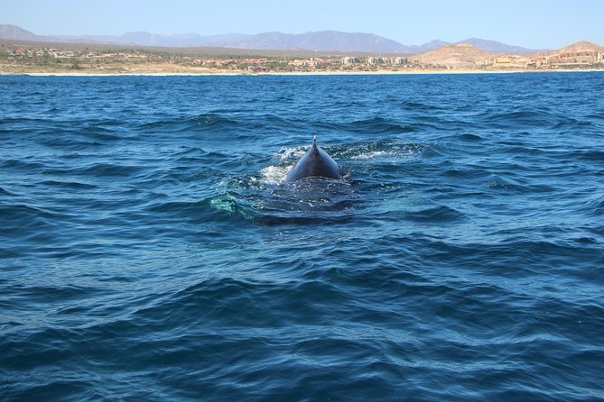 Whale Watching in Cabo San Lucas on board our Luxury Trimaran! - Why the $115 price can make sense