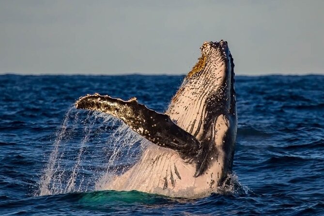 Whale Watching in Cabo San Lucas on board our Luxury Trimaran! - Pickup and meeting instructions need attention