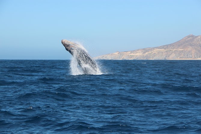 Whale Watching in Cabo San Lucas on board our Luxury Trimaran! - Weather, cancellations, and simple preparation