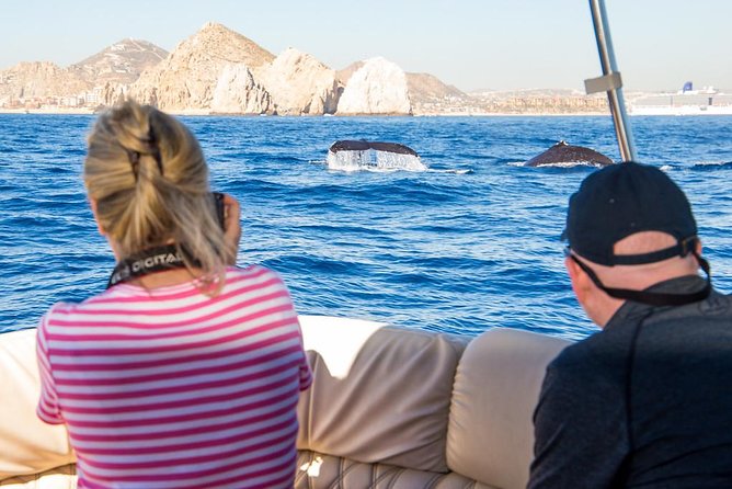 Whale Watching in Cabo San Lucas on board our Luxury Trimaran! - A two-hour route around Cabo Bay and the Pacific coast