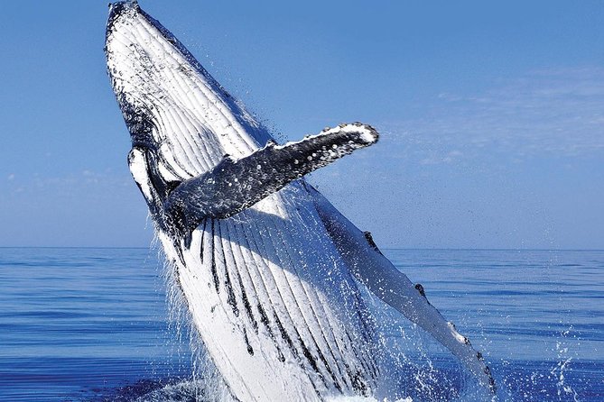 Whale Watching in Cabo San Lucas: Sightseeing Cruise and Shopping - The tequila stop adds flavor, but it is not the main event