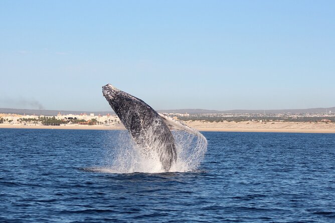 Whale Watching in Cabo San Lucas: Sightseeing Cruise and Shopping - Shopping time is useful, but keep it modest