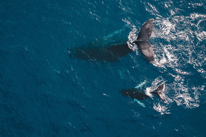 Whale Watching in Cabo San Lucas: Sightseeing Cruise and Shopping - The pickup service makes a short day easier