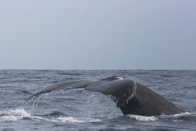 Whale Watching in Cabo San Lucas: Sightseeing Cruise and Shopping - What the $115 price includes