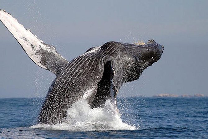 Whale Watching in Cabo San Lucas: Sightseeing Cruise and Shopping - A glass-bottom boat changes the whale-watching feel