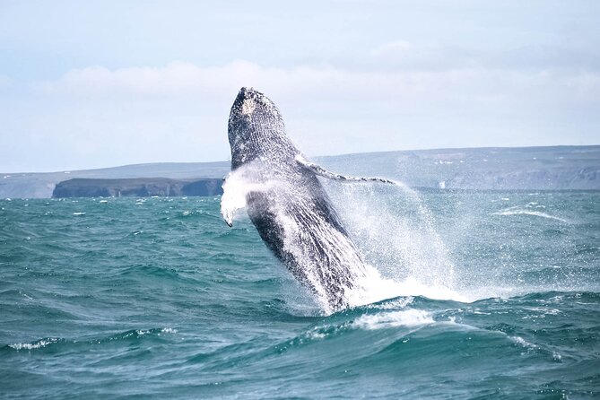 Whale Watching in Husavik - Setting out from Húsavík on Skjálfandi Bay