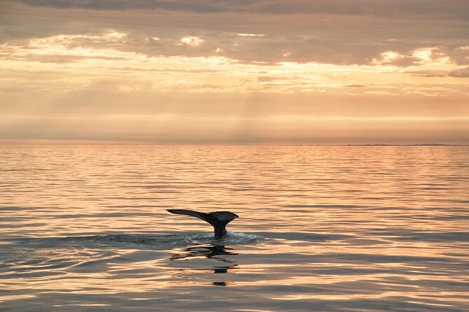 Whale Watching in Husavik - Staying warm on an exposed boat