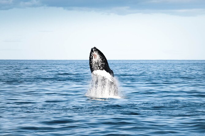 Whale Watching in Husavik - Motion sickness and the limits of comfort
