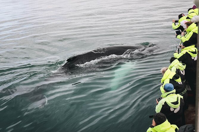 Whale Watching in Husavik - What the three-hour route feels like