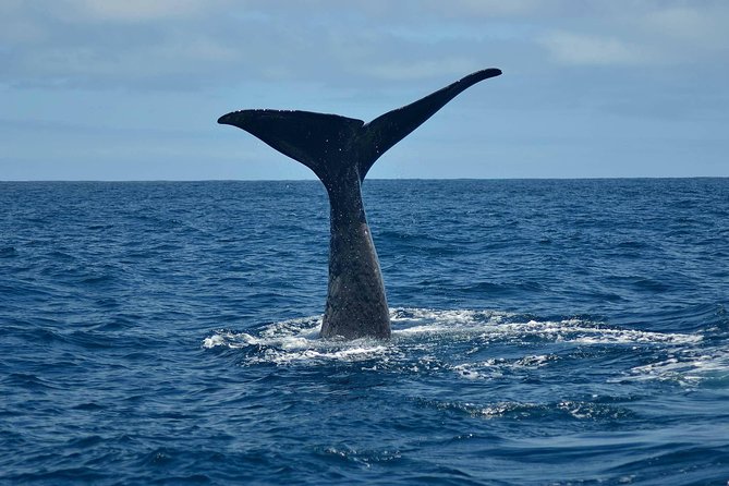 Whale Watching in Kaikoura by Boat - Key things to know before boarding