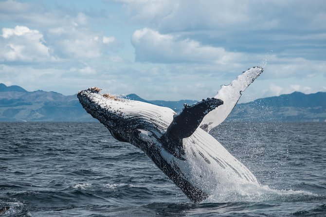 Whale Watching in Kaikoura by Boat - Why Kaikoura is such a strong whale-watching base