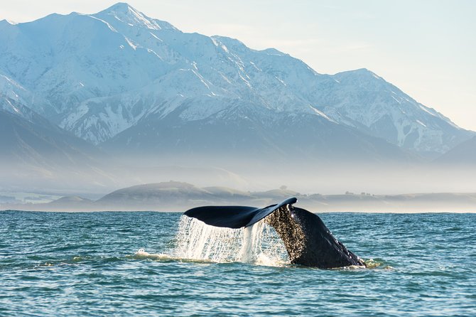 Whale Watching in Kaikoura by Boat - What the 2.5 hours at sea feel like