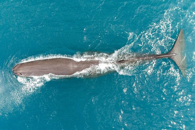 Whale Watching in Kaikoura by Boat - The main encounter: sperm whales at the surface