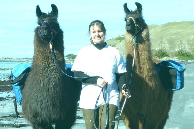 Whale Watching in Kaikoura by Boat - Dolphins, seals, birds, and the unexpected