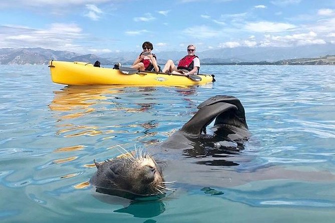 Whale Watching in Kaikoura by Boat - Seasickness is the real practical issue