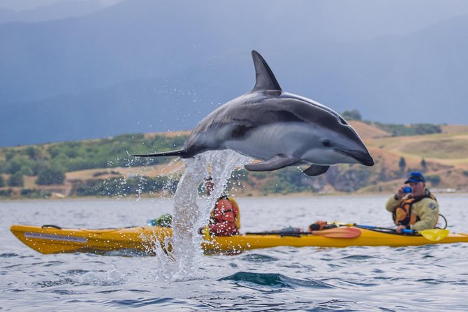 Whale Watching in Kaikoura by Boat - Timing, weather, and cancellation