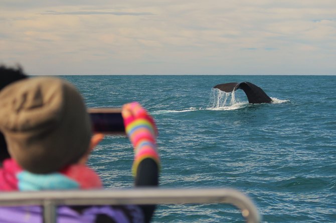 Whale Watching in Kaikoura by Boat - From Whaleway Station to the marina