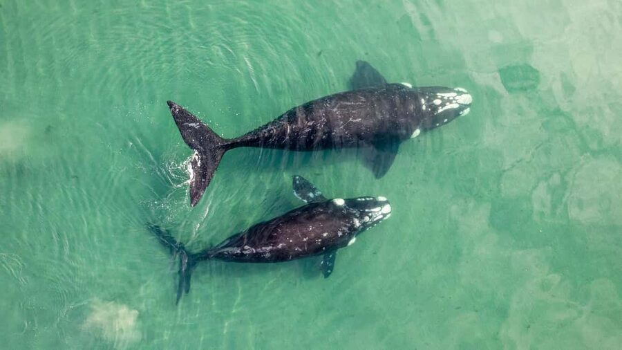 Whale Watching in La Paz – Gray Whale Encounter - At a glance