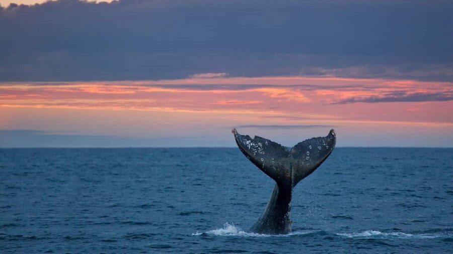 Whale Watching in La Paz – Gray Whale Encounter - Why Puerto Chale is worth the long ride