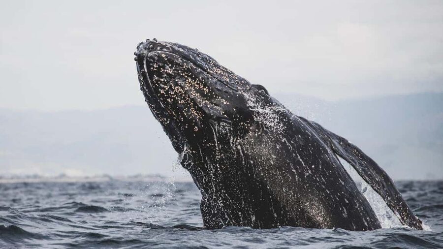 Whale Watching in La Paz – Gray Whale Encounter - Breakfast with burritos, tamales, and local coffee