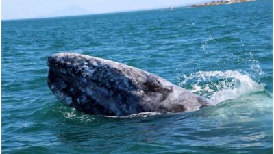 Whale Watching in La Paz – Gray Whale Encounter