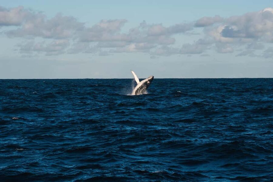 Whale Watching in La Paz – Gray Whale Encounter - The two-hour van ride to Magdalena Bay