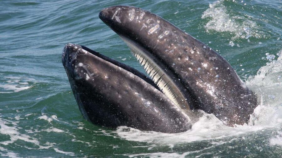 Whale Watching in La Paz – Gray Whale Encounter - Two hours with gray whales and calves