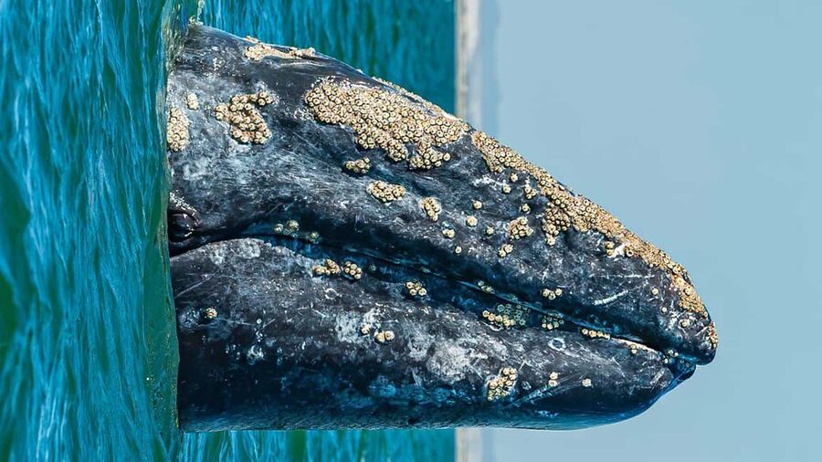 Whale Watching in La Paz – Gray Whale Encounter - Lunch after the boat ride