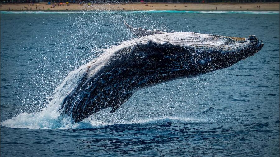 Whale Watching in La Paz – Gray Whale Encounter - The return to La Paz