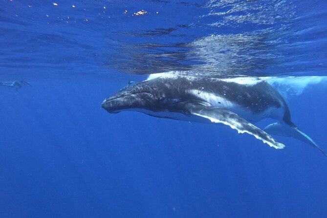 Whale watching in Moorea - Why the whale encounter feels different in Moorea