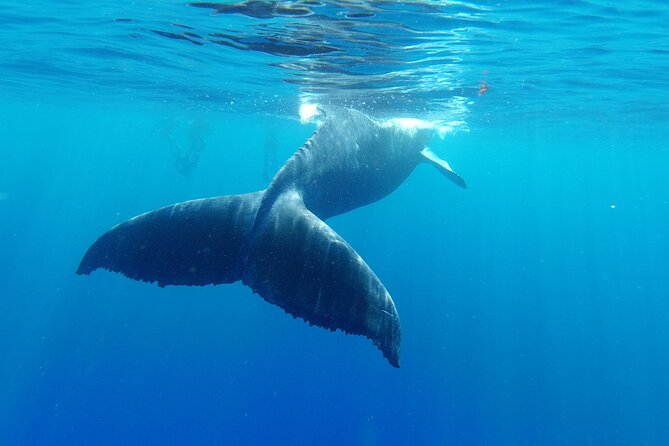 Whale watching in Moorea - How the guides shape the day