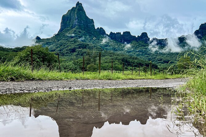 Whale watching in Moorea - The real value of the $194.34 price