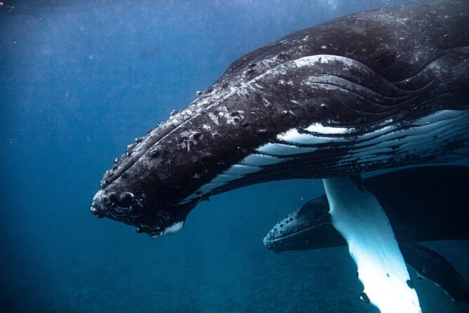 Whale watching in Moorea - Who should book this Moorea whale tour