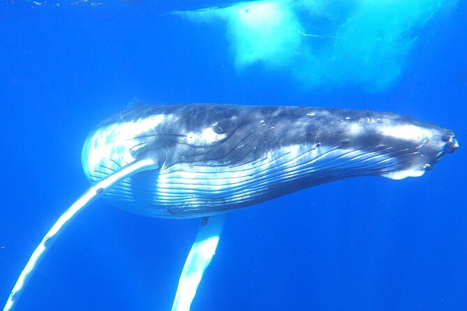 Whale watching in Moorea - Open-water swimming with humpback whales