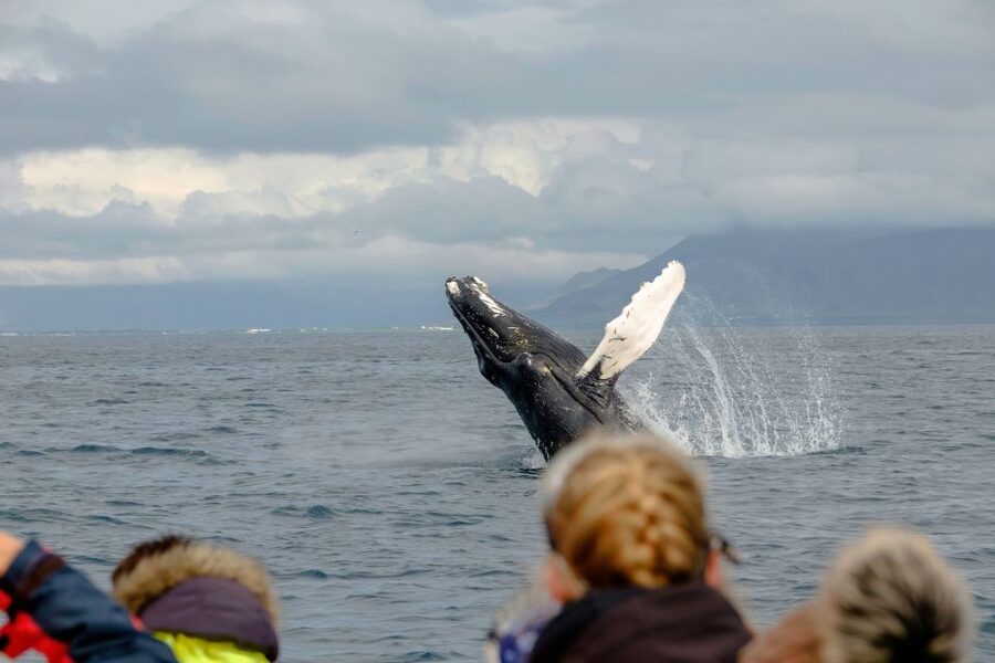 Whale Watching in Reykjavik by Speedboat - Who should book this speedboat safari?
