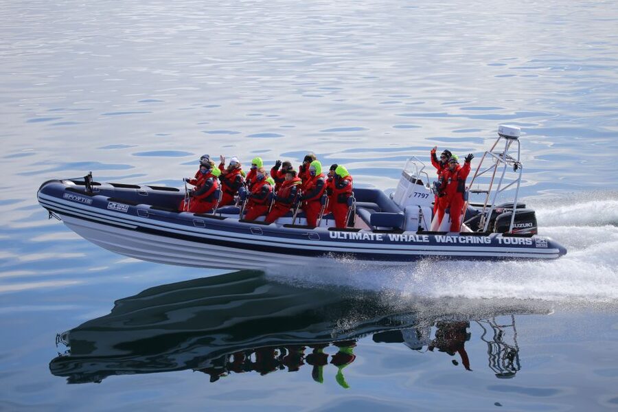 Whale Watching in Reykjavik by Speedboat - Why the RIB makes this Reykjavik whale tour different