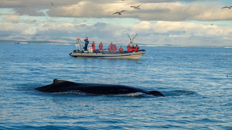 Whale Watching in Reykjavik by Speedboat - Searching the water for whales and dolphins
