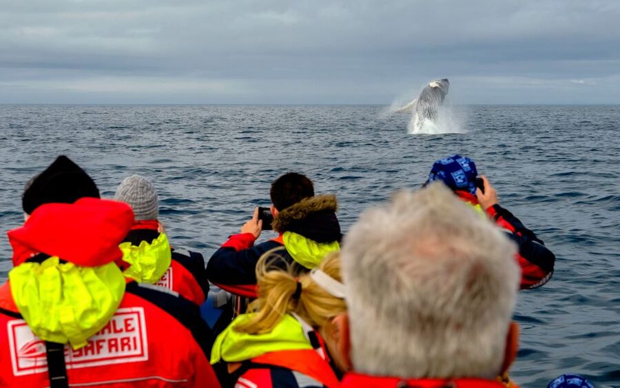 Whale Watching in Reykjavik by Speedboat - Puffin islands from May through August