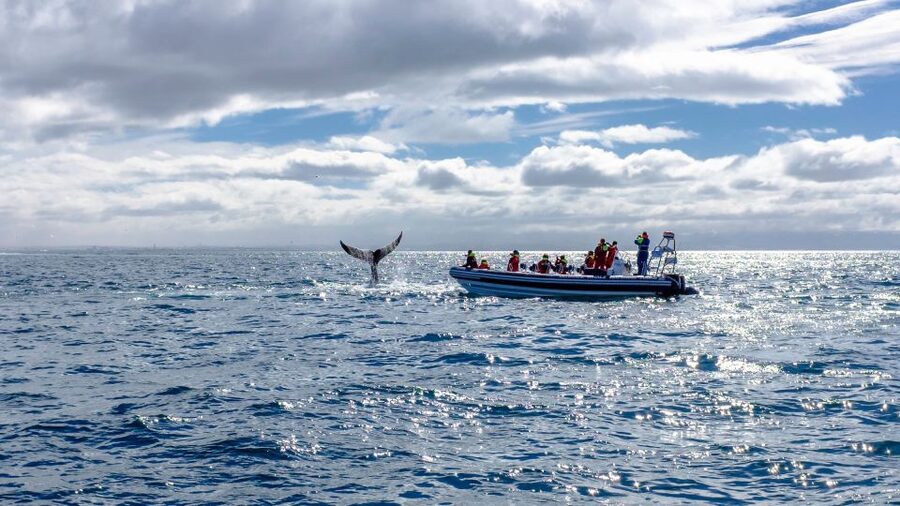 Whale Watching in Reykjavik by Speedboat - The guide and captain make a real difference