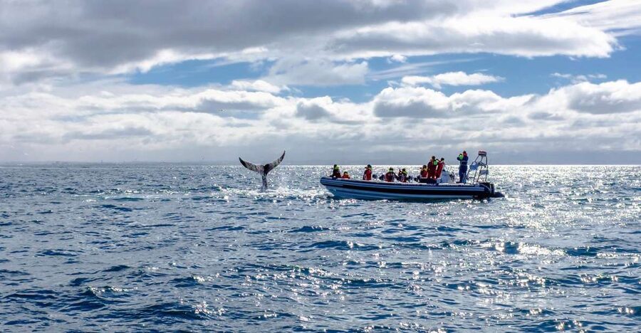 Whale Watching in Reykjavik by Speedboat - Is $200 good value for two hours?