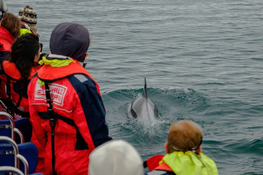 Whale Watching in Reykjavik by Speedboat - Meeting the captain at Reykjavik Old Harbour