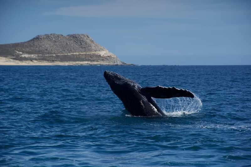 Whale Watching in San Jose del Cabo - Starting behind El Ganzo hotel