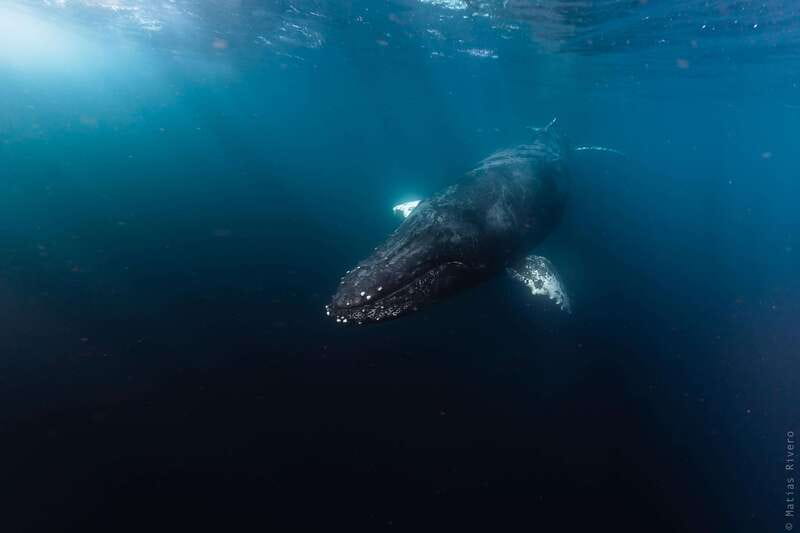 Whale Watching in San Jose del Cabo - Watching mothers, calves, and playful whales