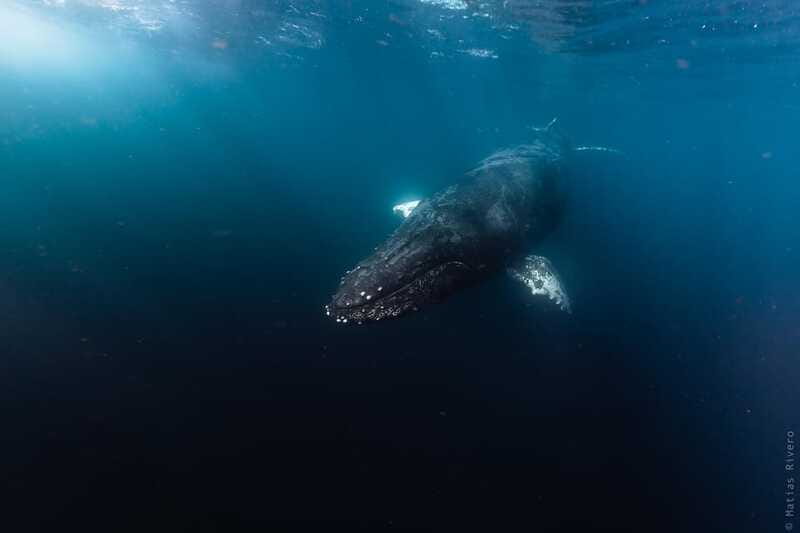 Whale Watching in San Jose del Cabo - What the crew adds to the outing