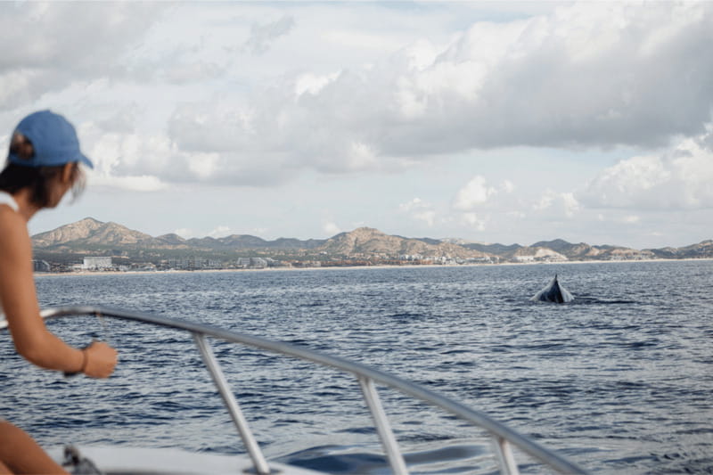 Whale Watching in San Jose del Cabo - Why the small group matters