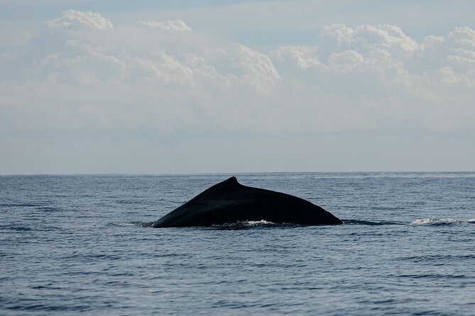 Whale Watching in San Jose del Cabo - Is $120 a fair price?