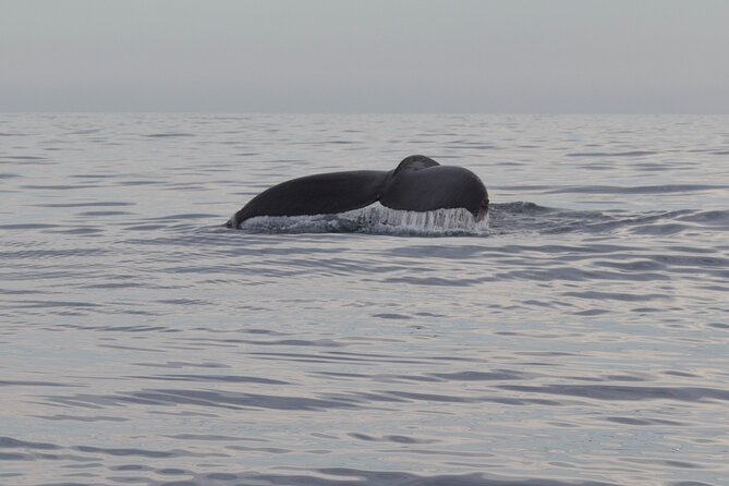 Whale Watching in San Jose del Cabo - Who will enjoy this most