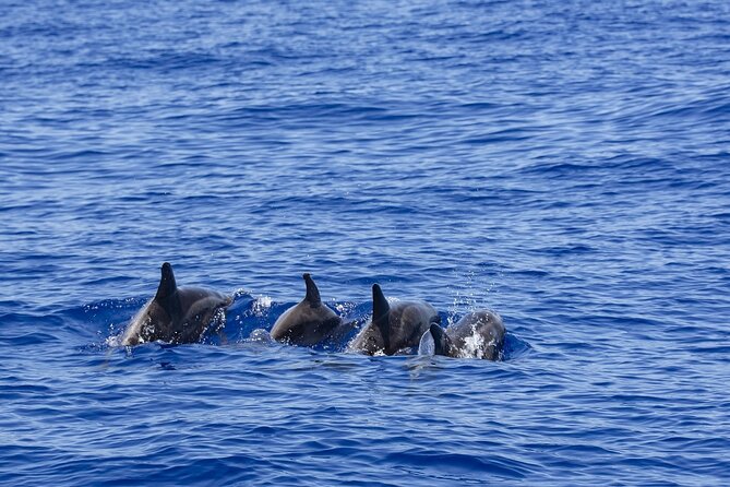 Whale Watching in Trincomalee by Catamaran cruise - Leaving Dutch Bay before the heat